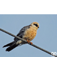 گونه شاهین پاسرخ Red-footed Falcon